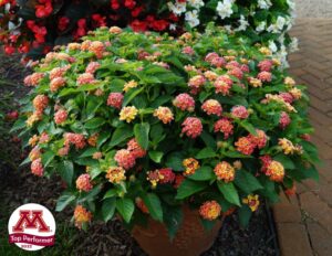 Lantana ‘Shamrock Peach Improved’ (Ball FloraPlant)