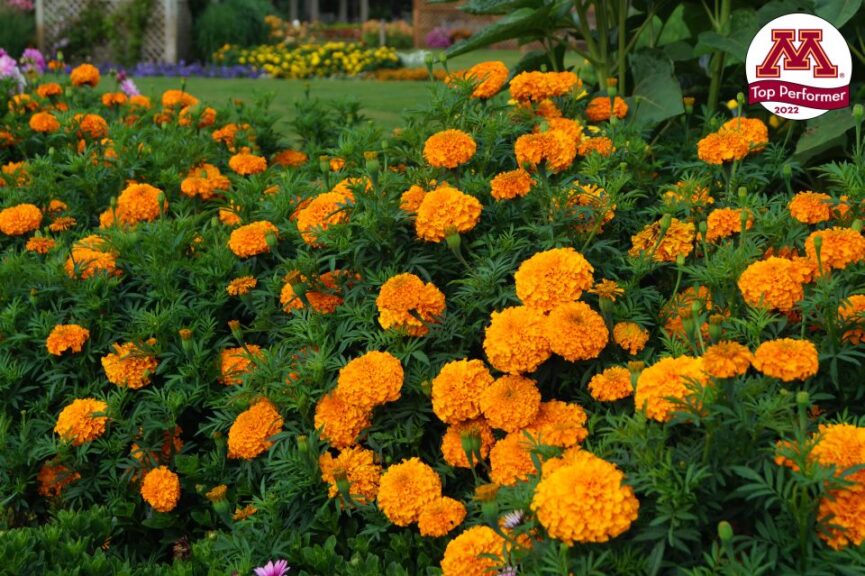 Marigold ‘Mary Orange’ (AmeriSeed)