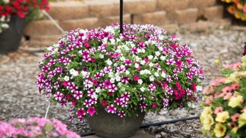 Stand-Out Performers From Mast Young Plants 2022 Plant Trials