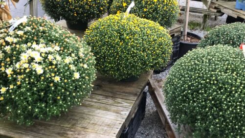 Peat Alternatives Help Reduce Costs and Ease Supply Chain Headaches