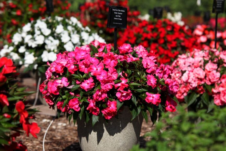 New Guinea Impatiens 'Roller Coaster Hot Pink '(Dümmen Orange)