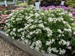 Pentas 'Beehive White' (Syngenta Flowers)