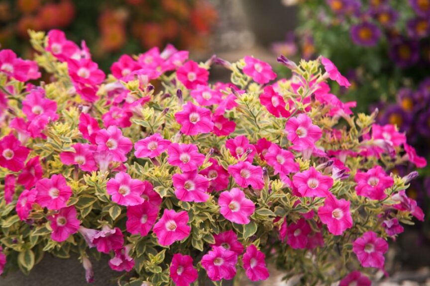 Petunia 'Glamouflage Pink Lemonade' (Kientzler)
