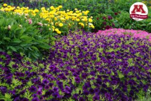 Petunia ‘Supertunia Mini Vista Midnight’ (Proven Winners)