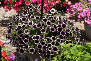 Petunia 'Sureshot Blueberries and Cream' (Ball FloraPlant)