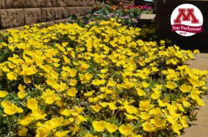 Portulaca ‘Mojave Yellow 2023’ (Proven Winners)