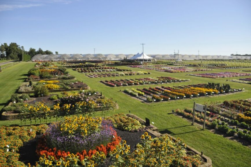 Raker-Roberta's 2022 Trial Gardens