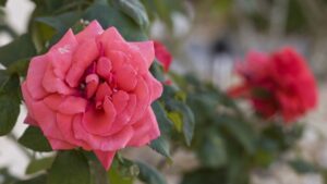 How Banker Plants Can Help Growers Manage Thrips in Roses