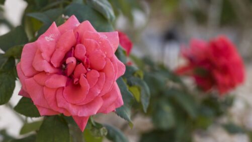 How Banker Plants Can Help Growers Manage Thrips in Roses