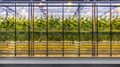 Ridder Celebrating Its 70th Anniversary in 2023