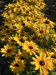Rudbeckia 'Sunbeckia Maya' (Bull Plant Genetics)