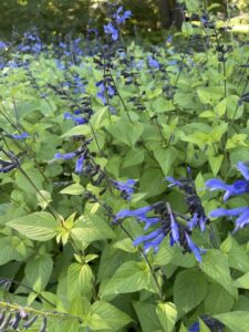 Salvia 'Rockin Blue Suede Shoes