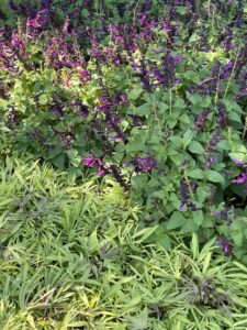 Salvia 'Unplugged Pink' and Ipomea 'Sweet Caroline Medusa Green'