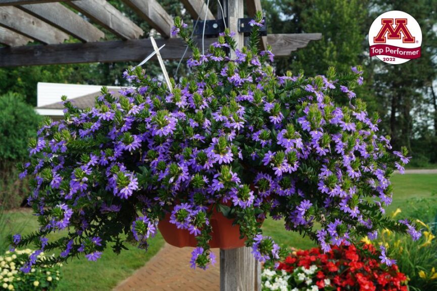 Top Ten Performing Annuals from the University of Minnesota 2022 Flower Trials