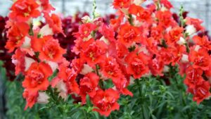 Meet the Six New All-America Selections Winners for 2023