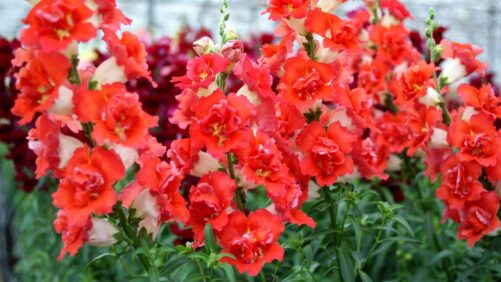 Meet the Six New All-America Selections Winners for 2023