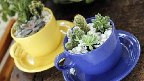 Has the Succulent Wave Peaked? Not So Fast