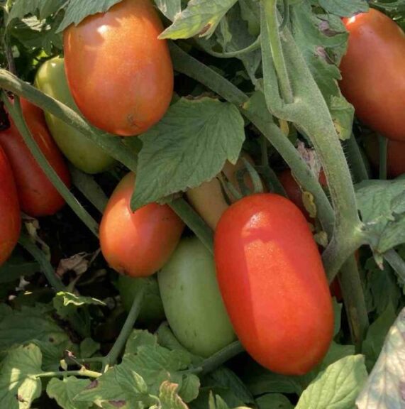 Tomato ‘Zenzei’ (Bayer/Seminis Seeds)