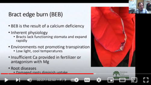 Finishing Your Poinsettia Crop Successfully (Video)