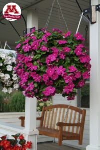 Vinca ‘Mega Flow Orchid’ (AmeriSeed)