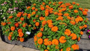 New Annuals Series Perform Well at North Dakota Plant Trials