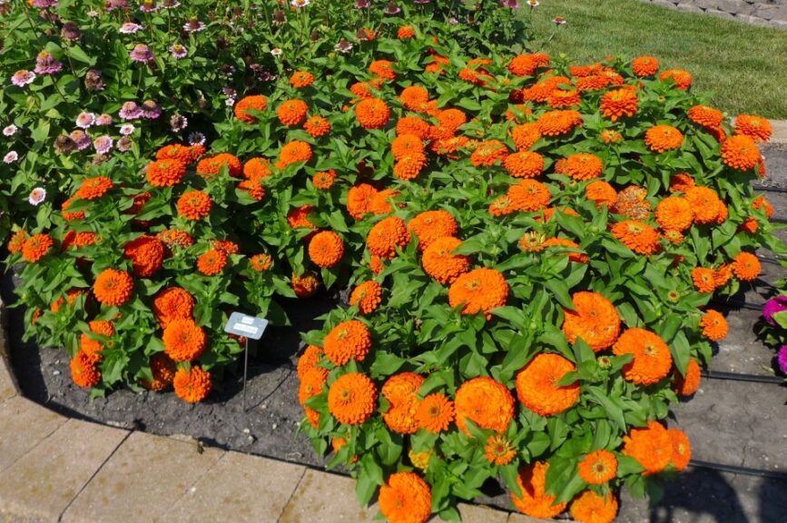 Zinnia 'Zesty Orange' (PanAmerican Seed)