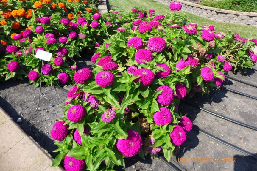Zinnia 'Zesty Purple' (PanAmerican Seed)