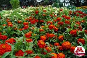 Zinnia ‘Zydeco Fire’ (Syngenta Flowers)