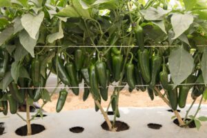 Jalapeno Pepper ‘San Joaquin’ (Bejo Seeds)