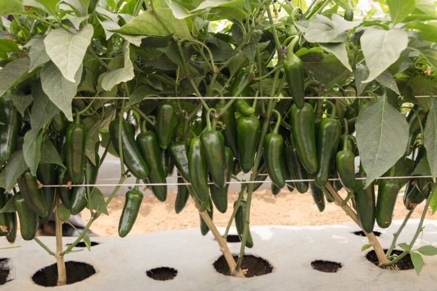 Jalapeno Pepper ‘San Joaquin’ (Bejo Seeds)