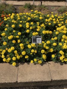 African Marigold 'Endurance Yellow' (Syngenta Flowers)