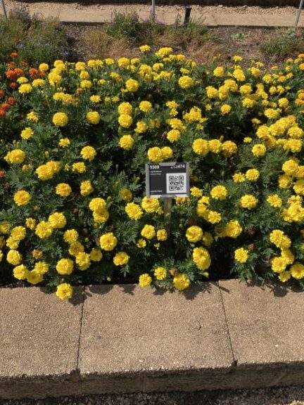 African Marigold 'Endurance Yellow' (Syngenta Flowers)