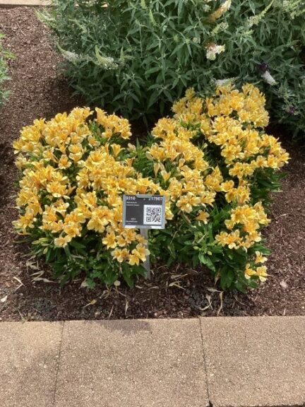 Alstroemeria Inticancha 'Havana' (HilverdaFlorist)