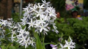 Pollinators, Houseplants, Fall Annuals, and More Trends for 2023 from Pennsylvania Hort Society