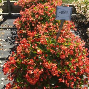 Begonia 'Hula Spreading Bicolor Red White' (PanAmerican Seed)