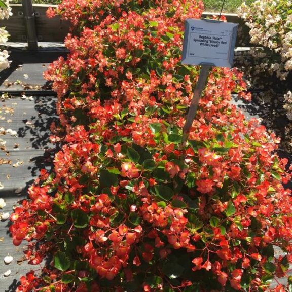 Begonia 'Hula Spreading Bicolor Red White' (PanAmerican Seed)