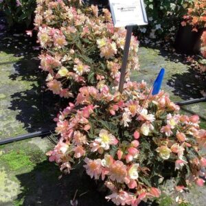 Begonia 'L’Conia Lemon Berry' (Dümmen Orange)