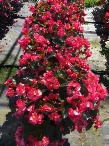 Begonia 'Surefire Rose' (Proven Winners)