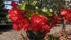 Rain, Rabbits, and Heat Can’t Deter Top Performers in North Carolina Plant Trials