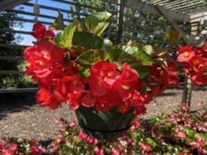 Begonia 'Viking Explorer Red On Green' (Sakata Ornamentals)