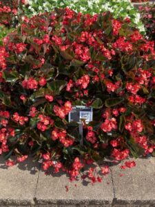 'Begonia 'Viking XL Red On Chocolate' (Sakata Ornamentals)