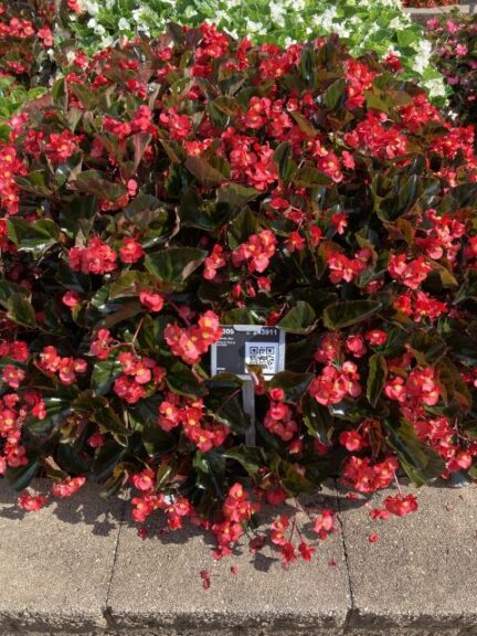 'Begonia 'Viking XL Red On Chocolate' (Sakata Ornamentals)