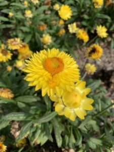 Bracteantha ‘Strawflower Granvia Gold’ (Suntory Flowers)