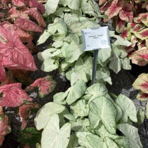 Caladium 'Crystal Moon' (Classic Caladiums)