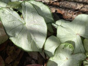 Caladium 'Crystal Moon' (Classic Caladiums)