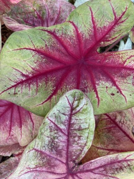 Caladium 'Heart to Heart Lemon Blush' (Proven Winners)