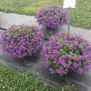 Calibrachoa 'Bumble Bee Blue' (Ball FloraPlant)