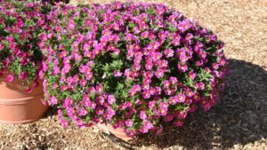 Numerous Favorites Emerge From Colorado State University Field Trials