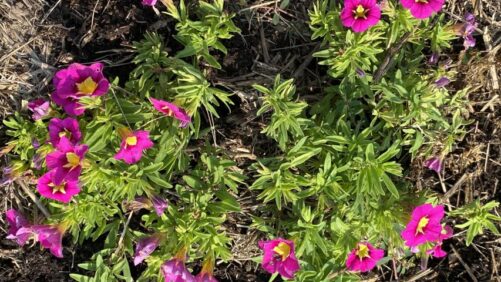 University of Wisconsin Trial Gardens Welcome Plants, People, and Pollinators