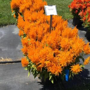 Celosia 'Flamma Golden' (Sakata Ornamentals)